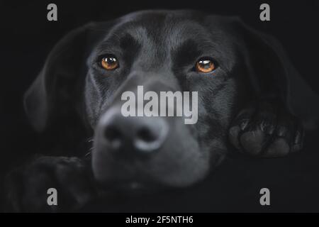 Nahaufnahme eines schwarzen labrador Retriever Hundes (Canis familiaris) auf dunkelschwarzem Hintergrund. Stockfoto