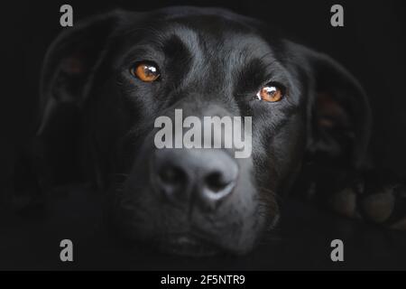 Nahaufnahme eines schwarzen labrador Retriever Hundes (Canis familiaris) auf dunkelschwarzem Hintergrund. Stockfoto