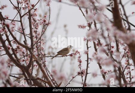 Jiuquan, Chinas Provinz Gansu. März 2021, 27th. Ein Vogel steht auf einem Ast eines Aprikosenbaums in einem Aprikosengarten in Dunhuang, nordwestlich von Gansu, 27. März 2021. Quelle: Zhang Xiaoliang/Xinhua/Alamy Live News Stockfoto