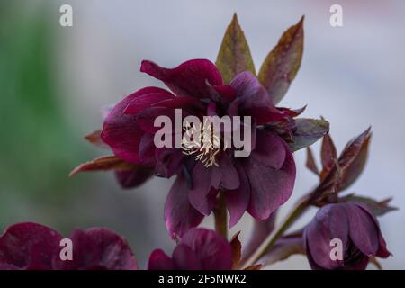 Makroaufnahme schwarz burgunderrot Hellebore. Frühe frühlingsblühende Rose wie Hellebore Blüten Stockfoto