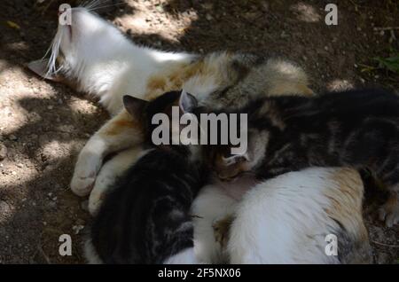 Tabby Katze stillt ihre beiden Kätzchen. Stockfoto