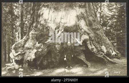 Abschnitt von Grizzly Giant (Durchmesser, 33 Fuß). Mariposa Grove... George Fiske (Amerikanisch, 1835 - 1918) Stockfoto