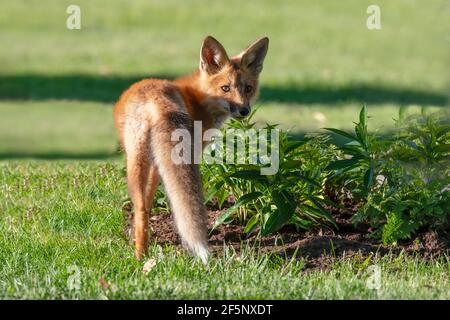 Red Fox Kit spielt im Gras. Die drei Geschwister sind nie weit voneinander entfernt, und man kann sich jederzeit stürzen! Stockfoto