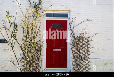 Wallingford, UK 23 Feb 2021: Weiße Hauswand mit schöner dunkelroter Tür und Rosenpflanzen ringsum, Tür mit kleinem Fenster oben und goldenem Klopfer. Stockfoto
