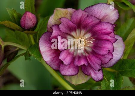 Christrose oder Hellborus blüht im Frühlingsgarten.Hellebore Queens Double Dark Red blüht. Stockfoto