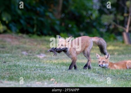 Red Fox Kit zu Fuß mit Mittagessen, während einer seiner Geschwister schaut aus dem Gras Stockfoto