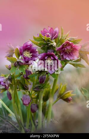 Helleborus hybridus Double Ellen Red wächst im Frühlingsgarten. Immergrüne mehrjährige Hellebore blühen im späten Winter bis zum frühen Frühjahr. Stockfoto