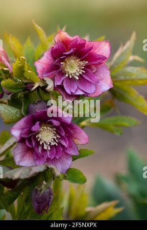 Christrose oder Hellborus blüht im Frühlingsgarten. Hybride Hellebores oder Weihnachtsrose Queens Double Dark Red blüht im Winter und Frühling. Stockfoto