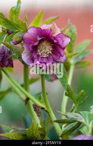 Wie man Hellebores Prince Double Red züchten kann. Hellebore Bepflanzung im Garten im Halbschatten. Helleborus ist Teil der Familie der Ranunculaceae. Stockfoto