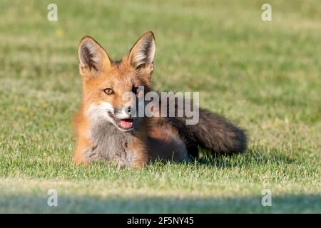 Red Fox Kit auf Gras liegend - eine kurze Verschnaufpause während des Spiels mit seinen Geschwistern Stockfoto