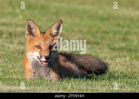 Red Fox Kit Laying on Grass - Nehmen Sie eine schnelle Verschnaufpause beim Spiel mit seinen Geschwistern Stockfoto