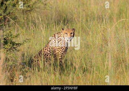 Ein alert Gepard (Acinonyx jubatus) sitzt in natürlichen Lebensraum, Südafrika Stockfoto