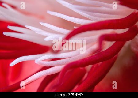 Rote Passionsblume, passiflora racemosa extreme Nahaufnahme Stockfoto