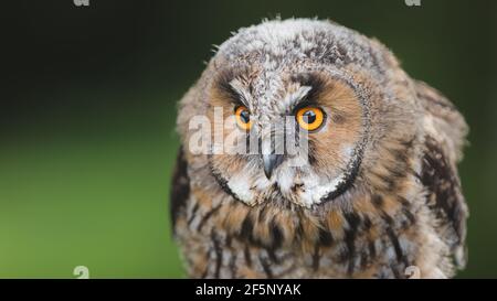 Nahaufnahme Tierporträt in der Natur einer jungen Langohreule Jungling (asio otus), auf einem Baum Zweig thront. Stockfoto