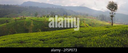 Dramatisches Licht und Schatten über einer Landschaft Landschaft Landschaft Panoramablick auf Sri Lanka Hügelland und Teeplantagen in Nuwara Eliya Dorf, Sri Lanka Stockfoto