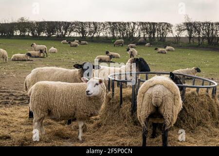 Viele Schafe, die essen, bilden einen Metallfutterhäuschen auf grünem, freiem Land. Wolly Vieh auf einem Bauernhof zusammen Heu essen. Stockfoto