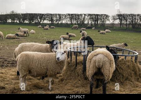 Viele Schafe, die essen, bilden einen Metallfutterhäuschen auf grünem, freiem Land. Wolly Vieh auf einem Bauernhof zusammen Heu essen. Stockfoto