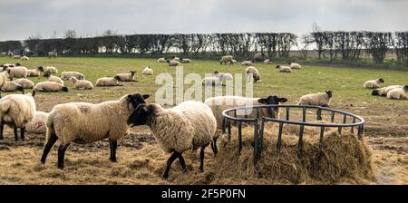 Viele Schafe, die essen, bilden einen Metallfutterhäuschen auf grünem, freiem Land. Wolly Vieh auf einem Bauernhof zusammen Heu essen. Stockfoto