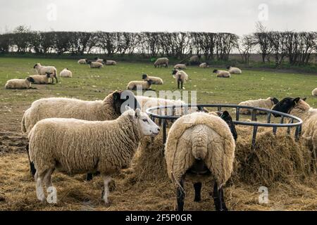 Viele Schafe, die essen, bilden einen Metallfutterhäuschen auf grünem, freiem Land. Wolly Vieh auf einem Bauernhof zusammen Heu essen. Stockfoto