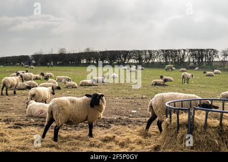 Viele Schafe, die essen, bilden einen Metallfutterhäuschen auf grünem, freiem Land. Wolly Vieh auf einem Bauernhof zusammen Heu essen. Stockfoto