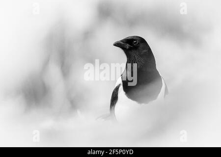 Elster sucht im Garten nach Nahrung. Stockfoto