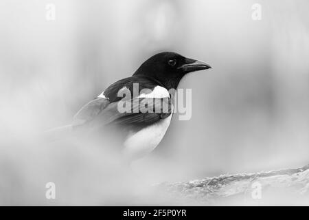 Elster sucht im Garten nach Nahrung. Stockfoto