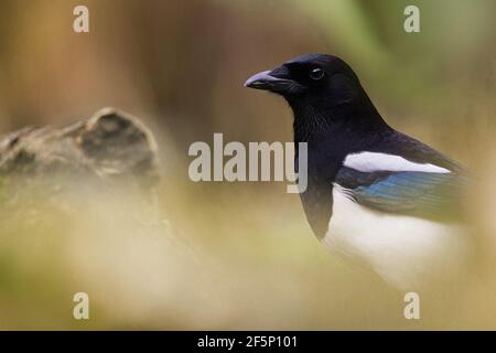 Elster sucht im Garten nach Nahrung. Stockfoto