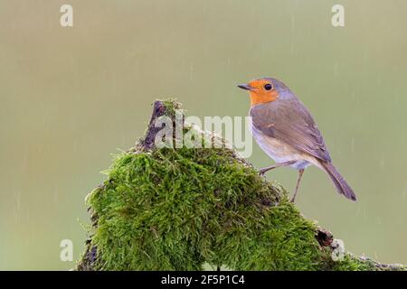 Robin, auf der Suche nach Essen in einem Garten Stockfoto