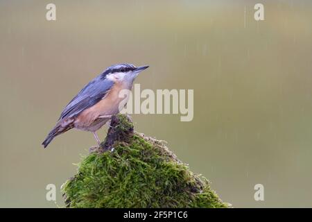 Auf einem alten Baumstamm steht ein Nuthatch. Stockfoto