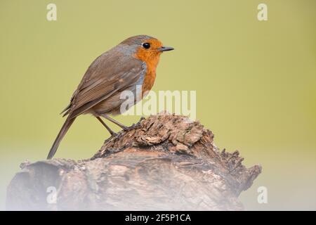 Robin, auf der Suche nach Essen in einem Garten Stockfoto