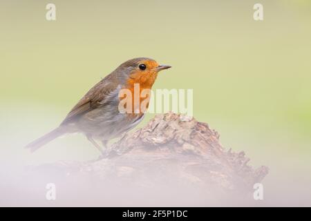 Robin, auf der Suche nach Essen in einem Garten Stockfoto