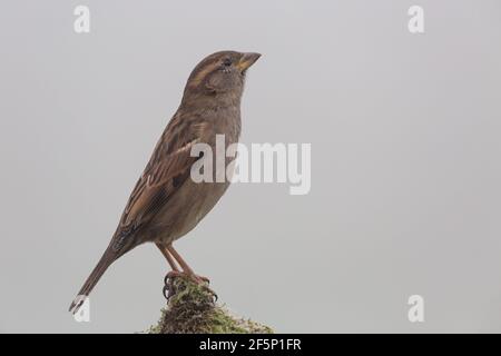 Weiblicher Haussparrow auf einem moosigen Stumpf. Stockfoto