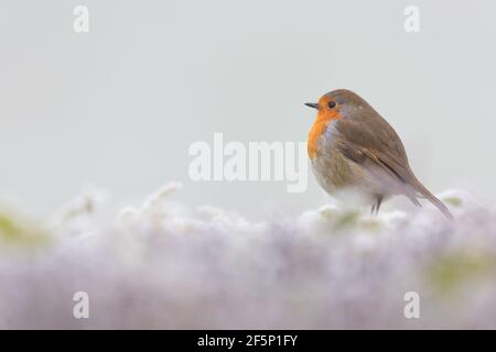 Robin, auf der Suche nach Essen in einem Garten Stockfoto