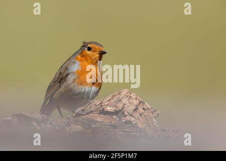 Robin, auf der Suche nach Essen in einem Garten Stockfoto