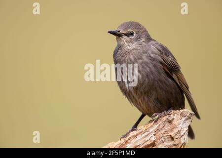 Juvenile Starling thronte auf einem Baumstamm. Stockfoto