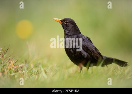 Blackbird auf der Suche nach Nahrung im Garten. Stockfoto