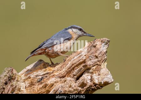 Auf einem alten Baumstamm steht ein Nuthatch. Stockfoto