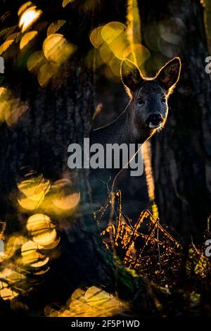 Wilde Rehe auf der Wiese. Stockfoto