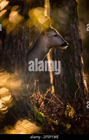Wilde Rehe auf der Wiese. Stockfoto