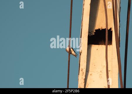 Kleiner Vogel Auf Industriellem Metallkabel Bei Sonnenuntergang Stockfoto
