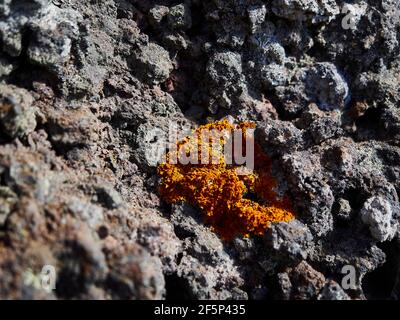 Orangefarbene Flechten wachsen auf scharfkantigen vulkanischen Felsen entlang eines Wanderweges in den Hügeln von Teneriffa, Kanarische Inseln, Spanien Stockfoto