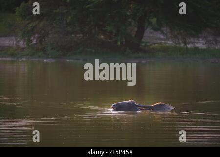 Ein männlicher Wildwasserbüffel (Bubalus arnee)-Stier oder ein asiatischer oder asiatischer Büffel kühlt sich beim Schwimmen in einem Wasserloch im Udawalawe National Park, Sri La, ab Stockfoto