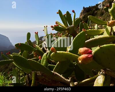 Kaktus aus Kaktus aus Kaktus, der auf einem steilen Wanderweg auf der kanarischen Insel Teneriffa wächst, mit dem atlantischen Ozean in der Ferne und vulkanischer Landschaft Stockfoto