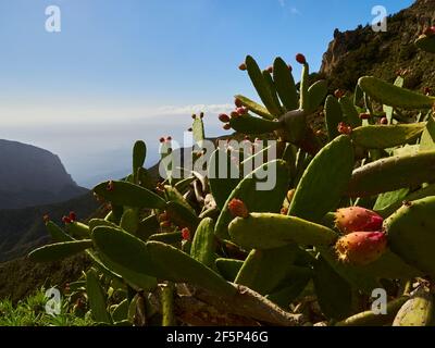 Kaktus aus Kaktus aus Kaktus, der auf einem steilen Wanderweg auf der kanarischen Insel Teneriffa wächst, mit dem atlantischen Ozean in der Ferne und vulkanischer Landschaft Stockfoto
