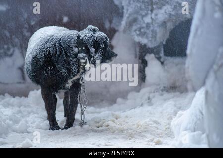 Hund auf einer Kette im Winter kalt. Hund auf einer Kette im Winter Schnee Hintergrund. Einsamer treuer Wachhund vor dem gefrorenen Schneehintergrund. Stockfoto
