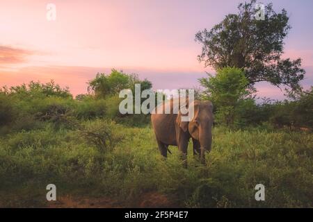 Ein srilankischer Elefant (Elephas maximus maximus), Unterart des asiatischen Elefanten, der im Dschungel des Udawalawe National Park, Sri Lanka an der Sonne grast Stockfoto