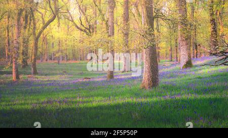 Strahlte Licht auf einem Waldwald von bunten Bluebells (Hyacinthoides) im Frühjahr in Kinclaven Bluebell Wood in Perthshire, Schottland. Stockfoto