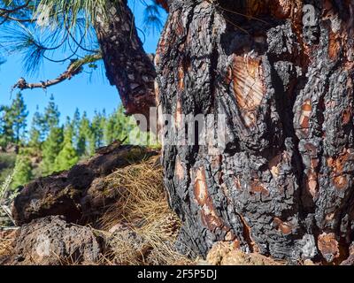 Nahaufnahme von Details verbrannter Baumrinde nach einem Waldbrand auf der kanarischen Insel teneriffa entlang einer Wanderung auf dem Vulkan el teide. Stockfoto