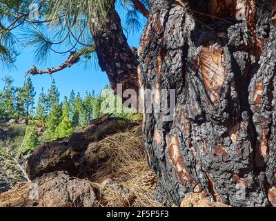 Nahaufnahme von Details verbrannter Baumrinde nach einem Waldbrand auf der kanarischen Insel teneriffa entlang einer Wanderung auf dem Vulkan el teide. Stockfoto