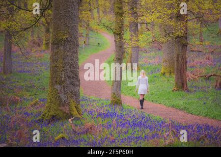 Eine junge blonde Besucherin erkundet im Frühjahr im Kinclaven Bluebell Wood in Perthshire, SC, einen Waldwald mit bunten Bluebells (Hyacinthoides) Stockfoto